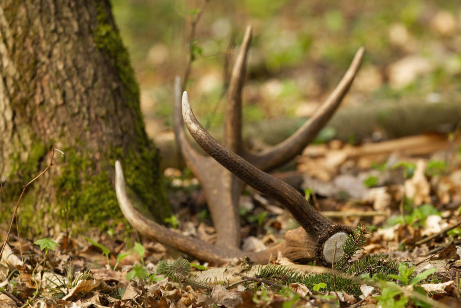 shed-deer-antlers-on-ground-032123-9e4bb048ee0546e0aa462c2d36d39f2f.jpg