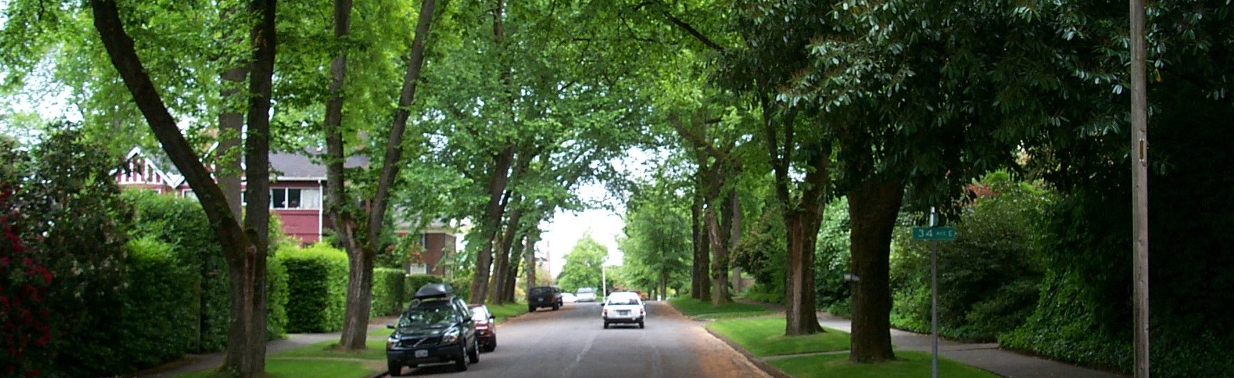 streettrees_love.jpg